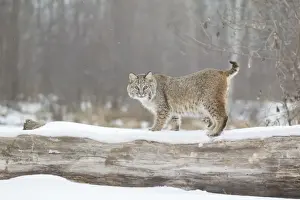Felidae Prints: Bobcat (Lynx rufus) adult, standing on snow covered fallen tree