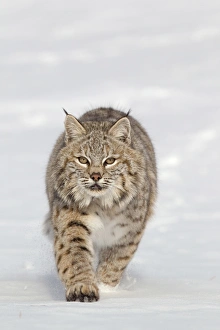 Animals USA Prints: Bobcat (Lynx rufus) adult, walking in snow, Montana, U. S. A. january (captive)