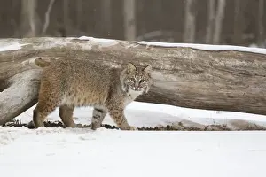 Felidae Prints: Bobcat (Lynx rufus) adult, walking on snow beside fallen tree