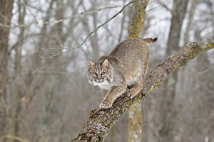 Felidae Prints: Bobcat (Lynx rufus) adult, walking down tree branch, Minnesota, U. S. A. January (captive)