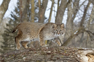Bobcat (Lynx rufus) adult, walking on tree branch, Minnesota, U. S. A. January (captive)