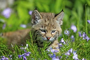 Bobcat (Lynx rufus) eight-weeks old cub, sitting amongst wildflowers in meadow, Montana, U. S. A. june (captive)