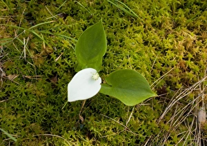 Bog Arum (Calla palustris) flowering, growing in bog, Meenikunno Mstikukaitseala Reserve, Estonia, june