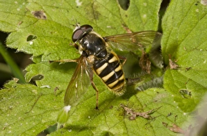 Sunning Prints: Bog Hoverfly (Sericomyia silentis) adult, basking on leaf, Dorset, England, September