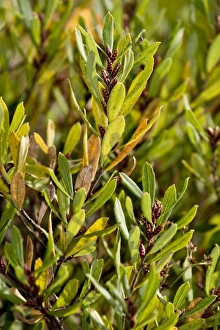 Heath Land Prints: Bog Myrtle (Myrica gale) in fruit, Wareham Forest, Dorset, England, october