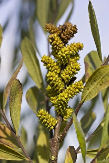 Heath Land Prints: Bog Myrtle (Myrica gale) in fruit, Dorset, England, october