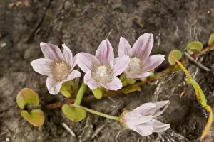 Heathland Prints: Bog Pimpernel (Anagallis tenella) close-up of flowers