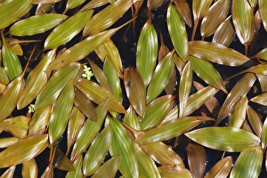 Bog Pondweed (Potamogeton polygonifolius) leaves, floating on bog pool, Powys, Wales, september