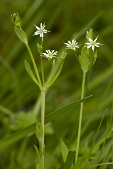 Wildlife Trust Prints: Bog Stitchwort (Stellaria alsine) flowering