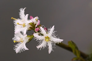 Wild Prints: Bogbean (Menyanthes trifoliata) close-up of flowers
