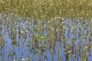 Bogbean (Menyanthes trifoliata) flowering, mass growing in upland bog pool, Ceredigion, Wales, june