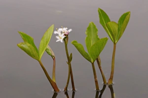 Bogbean (Menyanthes trifoliata) flowering, growing in pond, Oxfordshire, England, May