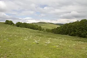 Park Prints: Bogdan National Park Bulgaria an area of Beech forest and open clearings at 1600m