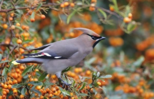 Bohemian Waxwing (Bombycilla garrulus) adult, perched on Firethorn (Pyracantha sp. ) with berries, Leicestershire