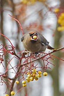 Bohemian Waxwing (Bombycilla garrulus) adult, feeding on cultivated rowan berry in garden, Dumfries, Scotland, november