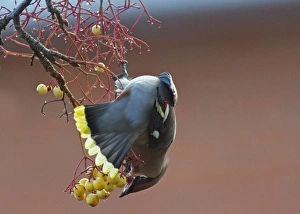 Bohemian Waxwing (Bombycilla garrulus) adult, feeding on fruit, Dumfries and Galloway, Scotland, november