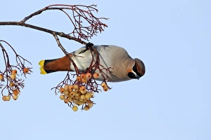Bohemian Waxwing (Bombycilla garrulus) adult, feeding on rowan berries, West Midlands, England, december