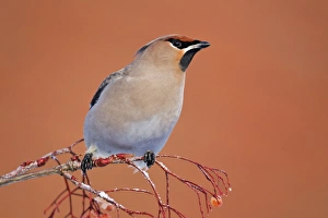 Bohemian Waxwing (Bombycilla garrulus) adult, feeding on rowan berries, West Midlands, England, december