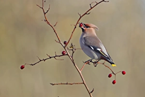 Bohemian Waxwing (Bombycilla garrulus) adult, feeding on berries, Strumpshaw Fen RSPB Reserve, River Yare, The Broads, Norfolk, England, november