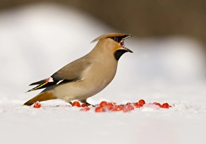 Bohemian Waxwing (Bombycilla garrulus) adult, feeding on fallen Rowan (Sorbus aucuparia) berries in snow, Finland, march
