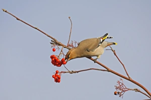 Bohemian Waxwing (Bombycilla garrulus) adult, feeding on rowan berries, Norfolk, England, november