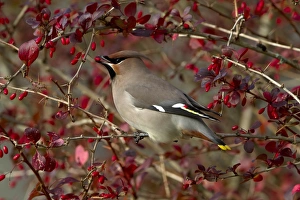 Bohemian Waxwing (Bombycilla garrulus) adult, feeding on Barberry (Berberis sp. ) fruit, Scotland, october