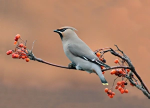 Bohemian Waxwing (Bombycilla garrulus) adult, feeding on rowan berries, Leicestershire, England, december