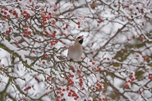Bohemian Waxwing (Bombycilla garrulus) adult, feeding, swallowing fruit, perched in snow covered tree, Ipswich, Suffolk, England, december
