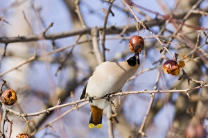 Bohemian Waxwing (Bombycilla garrulus) adult, feeding on fruit in tree, Finland, march