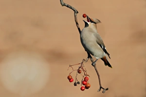 Bohemian Waxwing (Bombycilla garrulus) adult, feeding on Rowan (Sorbus aucuparia) berries, Leicestershire, England
