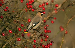 Bohemian Waxwing (Bombycilla garrulus) adult, feeding on rosehips, Merseyside, England, December