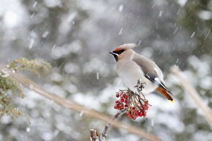 Strathspey Prints: Bohemian Waxwing (Bombycilla garrulus) adult male