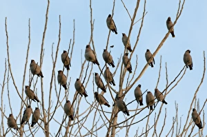 Bohemian Waxwing (Bombycilla garrulus) flock, perched in tree, Kent, England, december
