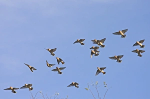 Bohemian Waxwing (Bombycilla garrulus) flock, in flight, Norfolk, England, november