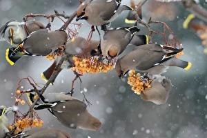 Bohemian Waxwing (Bombycilla garrulus) flock, feeding on rowan berries in snowfall, Leicestershire, England, december