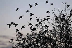 Bohemian Waxwing (Bombycilla garrulus) flock, in flight, landing in rowan tree, silhouetted at sunset, Kent, England, december