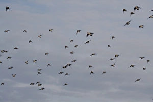 Bohemian Waxwing (Bombycilla garrulus) flock, in flight, Ipswich, Suffolk, England, november