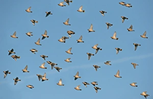 Bohemian Waxwing (Bombycilla garrulus) flock, in flight, Merseyside, England, November
