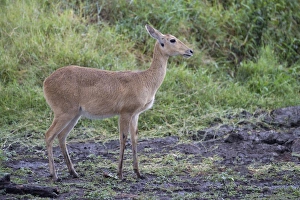 Serengeti Prints: Bohor Reedbuck (Redunca redunca) adult female