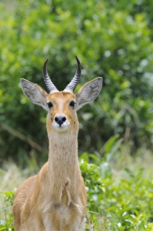 Mara Prints: Bohor Reedbuck (Redunca redunca) adult male