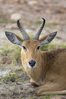 Bohor Reedbuck (Redunca redunca) adult male, close-up of head, resting in savannah, Masai Mara National Reserve, Kenya