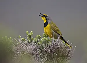 Fynbos Prints: Bokmakierie Bushshrike (Telophorus zeylonus) adult