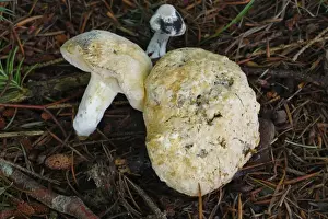 Parasites Prints: Bolete Mould (Hypomyces chrysospermus) parasitic mould