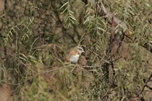 Bolivian Warbling-finch (Poospiza boliviana) adult, perched on branch amongst leaves, Pucara, Jujuy, Argentina, august