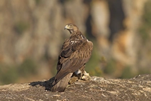Killed Prints: Bonellis Eagle (Aquila fasciata) adult