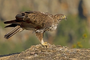 Bonellis Eagle (Aquila fasciata) adult, feeding on European Rabbit (Oryctolagus cuniculus) prey, Castilla y Leon