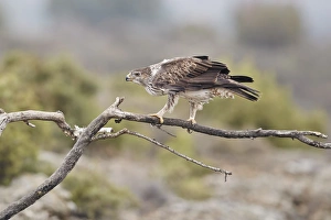 Hieraaetus Fasciatus Prints: Bonellis Eagle (Aquila fasciata) adult male, perched on branch, Aragon, Spain, December