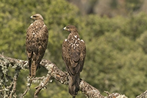 Iberia Prints: Bonellis Eagle (Aquila fasciata) immature and adult