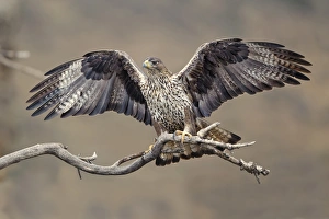Spreading Prints: Bonellis Eagle (Aquila fasciata) immature female