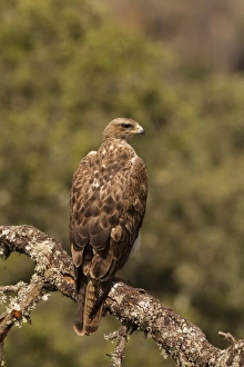 Iberia Prints: Bonellis Eagle (Aquila fasciata) second year male